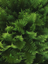 Close-up of palm tree leaves