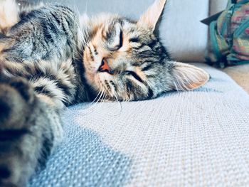 Close-up of a cat resting on bed