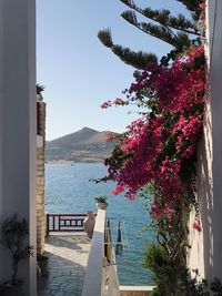 Flowering plants by sea against sky