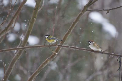 Birds perching on branch