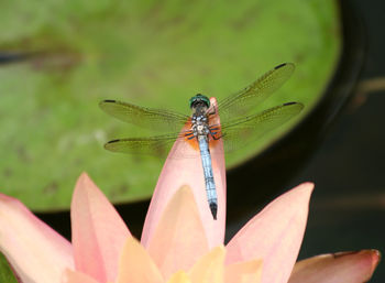 Close-up of dragonfly on flower