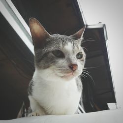 Close-up portrait of cat