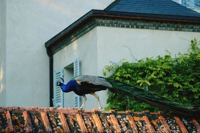 Low angle view of bird perching on roof of building