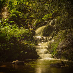 Scenic view of waterfall in forest