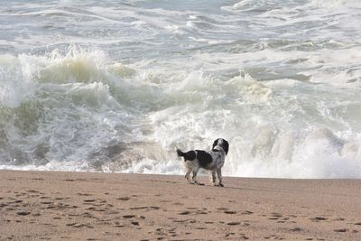 Dog on beach