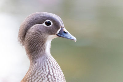 Close-up of bird