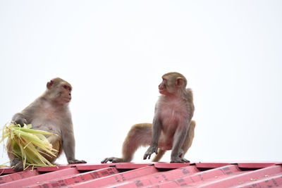 Low angle view of monkey sitting against clear sky