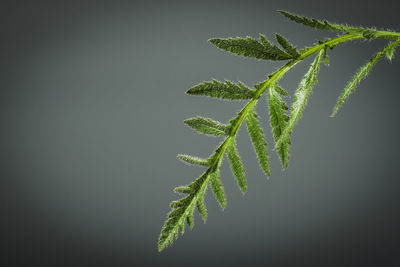 Close-up of fresh green plant against black background