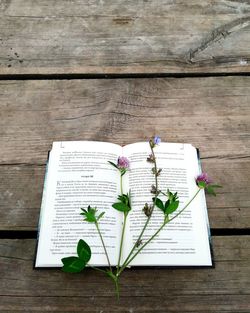 High angle view of potted plant on table