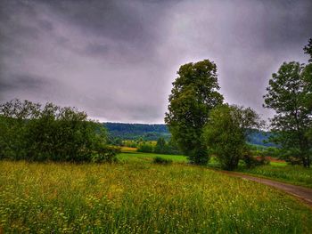 Trees on field against sky
