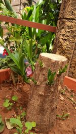 Close-up of plant growing on tree trunk