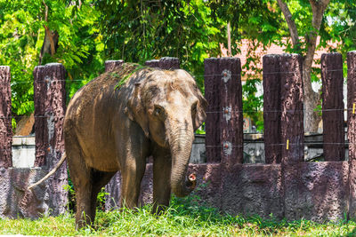 Elephant standing by tree trunk