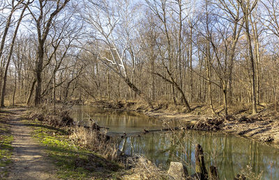 Scenic view of lake in forest