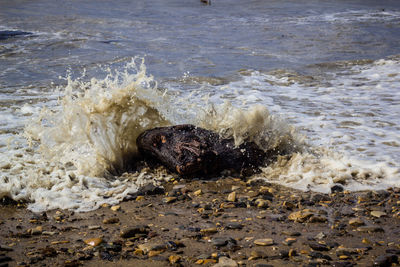 High angle view of crab on beach