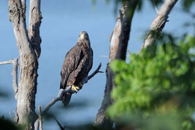 Bird perching on a tree