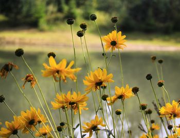 Close-up of yellow flowering plants