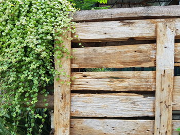 Close-up of wooden fence by plants