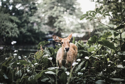 Portrait of deer