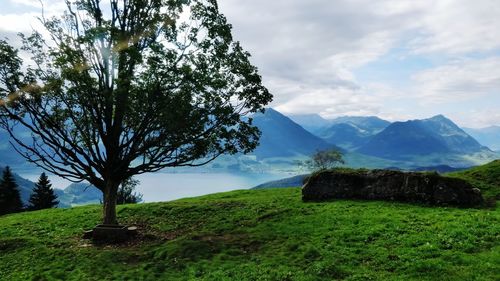 Full frame composition of a tree along with greenery and mountains in switzerland