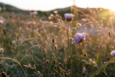 Close-up of purple flowering plants on field