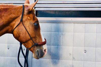 Close-up of a horse