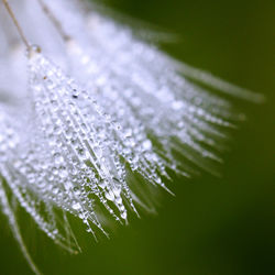 Close-up of plant against blurred background