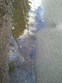 Reflection of trees in puddle