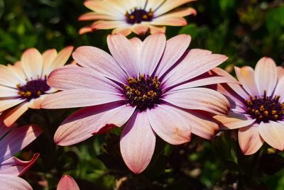 Close-up of pink flowers