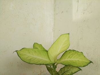 Close-up of green plant against wall