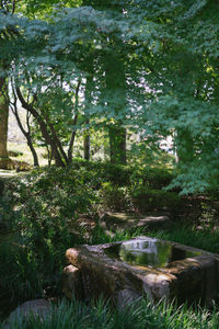 Trees in forest