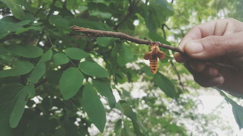 Cropped hand holding stick with insect