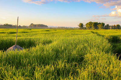 Green rice fields, natural background.