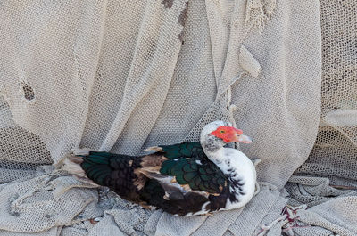 Close-up of rooster