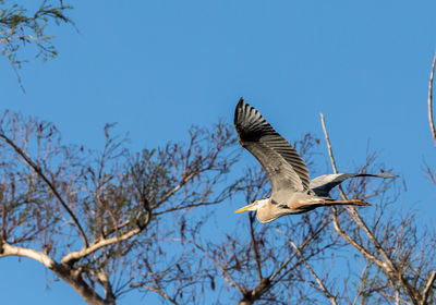 Great blue heron ardea herodias flies over a marsh in orlando, florida