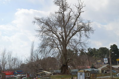Bare trees against cloudy sky