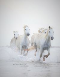 Herd of horses running in lake