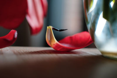 Close-up of red rose on table