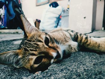 Close-up of a sleeping cat