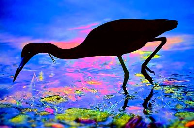Close-up of turtle in sea