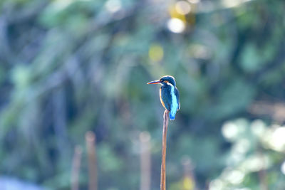 Close-up of a bird perching on a branch