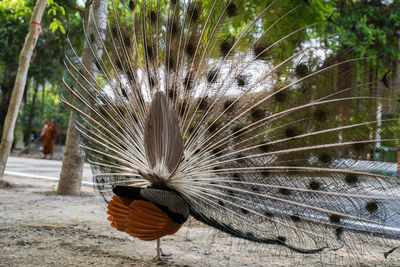 Close-up of a peacock