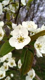 Close-up of white flowers