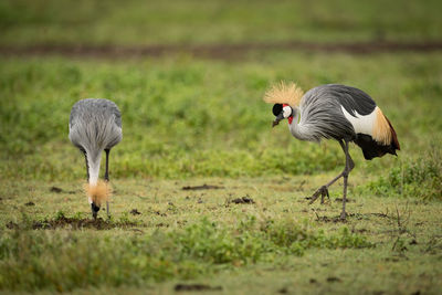 Grey crowned cranes on grass