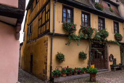 Potted plant against building