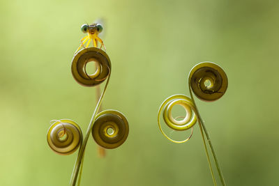 Beatiful dragonfly on unique plants