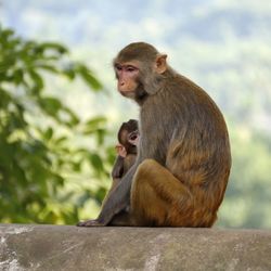 Monkey sitting on stone wall against sky