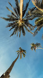 Low angle view of palm tree against sky