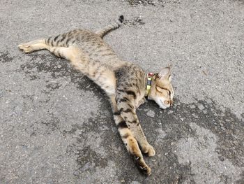 High angle view of cat lying on road