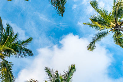 Low angle view of palm trees against blue sky