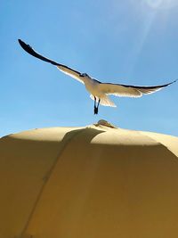 Low angle view of seagull flying